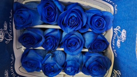 Rosas azules